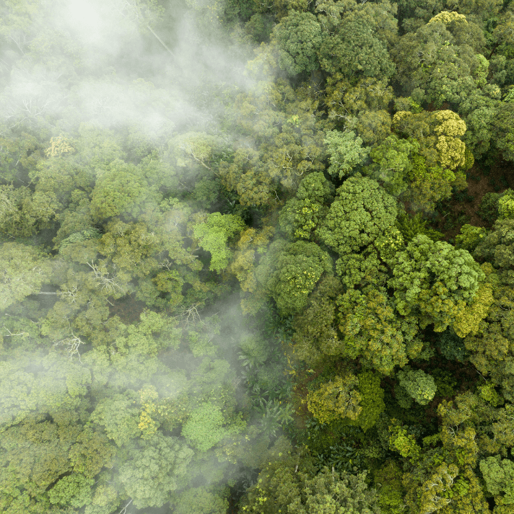 tree tops